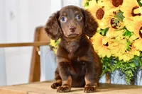 Drew, a male Miniature Dachshund for sale in Anderson, MO – 7 of 8