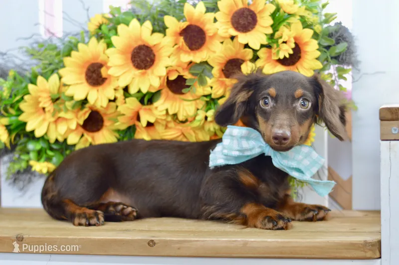 Nash – Miniature Dachshund puppy for sale in Anderson, MO