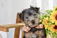 Felix, a male Silky Terrier for sale in Anderson, MO – 4 of 8