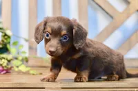 Nash, a female Miniature Dachshund for sale in Anderson, MO – 4 of 8