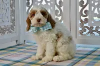 Charles, a male Cockapoo for sale in Anderson, MO – 6 of 8