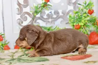 Luna, a female Miniature Dachshund for sale in Anderson, MO – 7 of 8