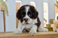 Robyn, a female Cocker Spaniel for sale in Anderson, MO – 5 of 8