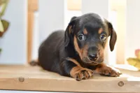 Sybel, a female Miniature Dachshund for sale in Anderson, MO – 7 of 8