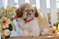 Brett, a male Shih Tzu for sale in Anderson, MO – 3 of 8