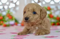 James, a male Miniature Goldendoodle for sale in Anderson, MO – 4 of 7