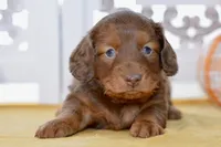 Thor, a male Dachshund for sale in Anderson, MO – 3 of 8