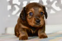 Debbie, a female Miniature Dachshund for sale in Anderson, MO – 2 of 8