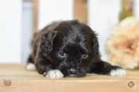 Polo, a female Shihpoo for sale in Anderson, MO – 8 of 8
