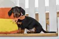 Sybel, a female Miniature Dachshund for sale in Anderson, MO – 7 of 8