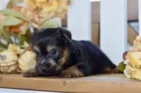 Emilio, a male Silky Terrier for sale in Anderson, MO – 5 of 8