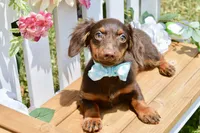 Nash, a female Miniature Dachshund for sale in Anderson, MO – 1 of 8