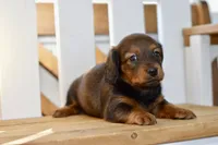Gwen, a female Dachshund for sale in Anderson, MO – 6 of 8