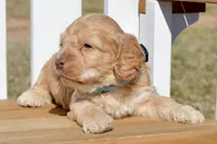 Slade, a male Cockapoo for sale in Anderson, MO – Photo 4 of 8