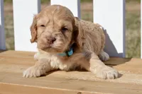 Slade, a male Cockapoo for sale in Anderson, MO – Photo 8 of 8