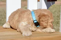 Slade, a male Cockapoo for sale in Anderson, MO – Photo 5 of 8