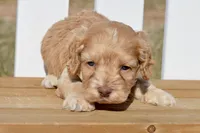 Slade, a male Cockapoo for sale in Anderson, MO – Photo 2 of 8