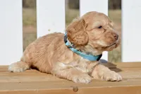 Slade, a male Cockapoo for sale in Anderson, MO – Photo 6 of 8