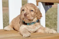Slade, a male Cockapoo for sale in Anderson, MO – Photo 1 of 8