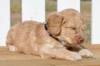 Slade, a male Cockapoo for sale in Anderson, MO – Photo 7 of 8