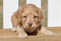Slade, a male Cockapoo for sale in Anderson, MO – Photo 3 of 8