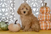 Jake, a male Miniature Goldendoodle for sale in Anderson, MO – 5 of 8