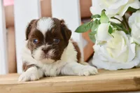 Banks, a male Shih Tzu for sale in Anderson, MO – 6 of 8