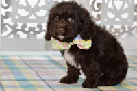 Claire, a female Cockapoo for sale in Anderson, MO – 2 of 8