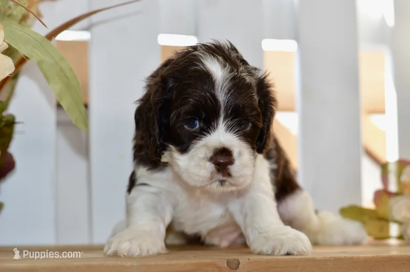 Russell – Cocker Spaniel puppy for sale in Anderson, MO
