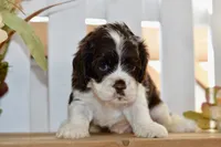 Russell, a male Cocker Spaniel for sale in Anderson, MO – 1 of 8
