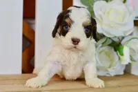 Caleb, a male Cockapoo for sale in Anderson, MO – 5 of 6