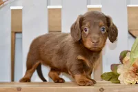 Sierra, a female Miniature Dachshund for sale in Anderson, MO – 1 of 8