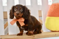 Sam, a male Miniature Dachshund for sale in Anderson, MO – 8 of 8