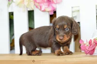 Hendrix, a male Dachshund for sale in Anderson, MO – 8 of 8