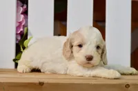 Cora, a female Cockapoo for sale in Anderson, MO – 5 of 8