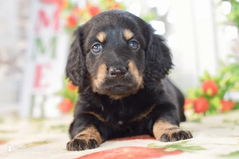 Marvin – Dachshund puppy for sale in Anderson, MO