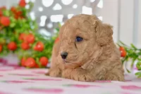 Jared, a male Miniature Goldendoodle for sale in Anderson, MO – 2 of 7