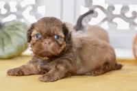 Winston, a male Shih Tzu for sale in Anderson, MO – 5 of 8