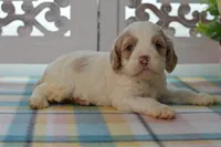 Charles, a male Cockapoo for sale in Anderson, MO – 8 of 8