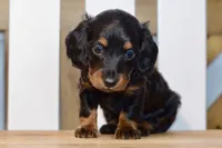 Grace, a female Dachshund for sale in Anderson, MO – 7 of 8
