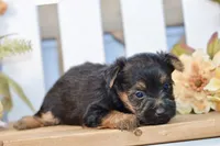 Emma, a female Silky Terrier for sale in Anderson, MO – 2 of 7