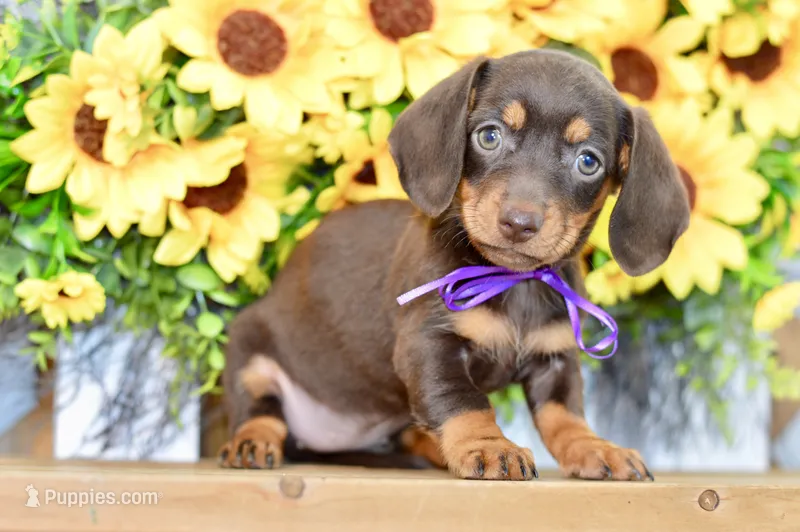 Haylee – Dachshund puppy for sale in Anderson, MO