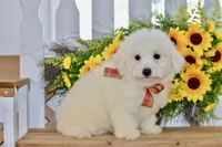 Glenn, a male Bichon Frise for sale in Anderson, MO – 6 of 8