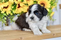 Kiara, a female Shih Tzu for sale in Anderson, MO – 8 of 8