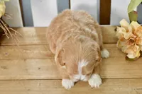 Penny, a female Shihpoo for sale in Anderson, MO – 8 of 8