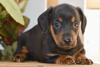 Sybel, a female Miniature Dachshund for sale in Anderson, MO – 6 of 8