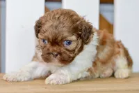 Brett, a male Shih Tzu for sale in Anderson, MO – 3 of 8