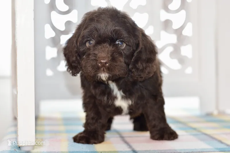 Claire – Cockapoo puppy for sale in Anderson, MO