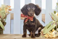 Drew, a male Miniature Dachshund for sale in Anderson, MO – 7 of 8