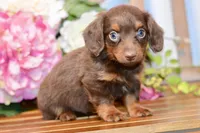 Nash, a female Miniature Dachshund for sale in Anderson, MO – 5 of 8